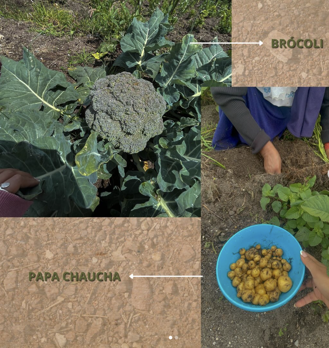 MURU Kichwa Network of Organic Farmers and Producers (MURU Red Kichwa de Agricultores y Productores Orgánicos)